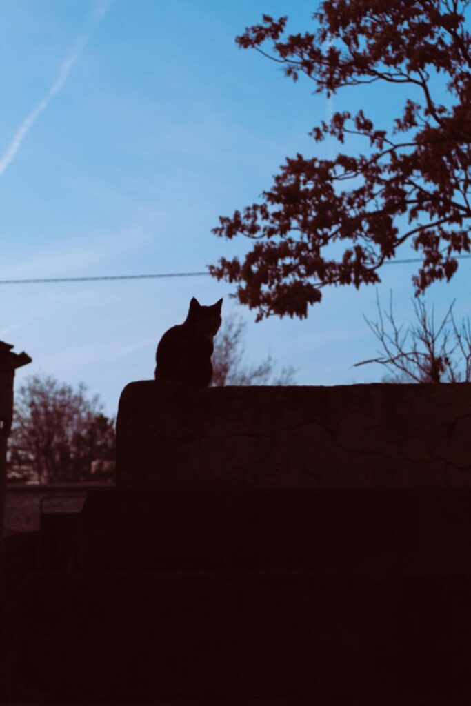 cat recherche charlenecappe