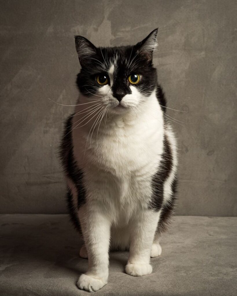 cat serious
