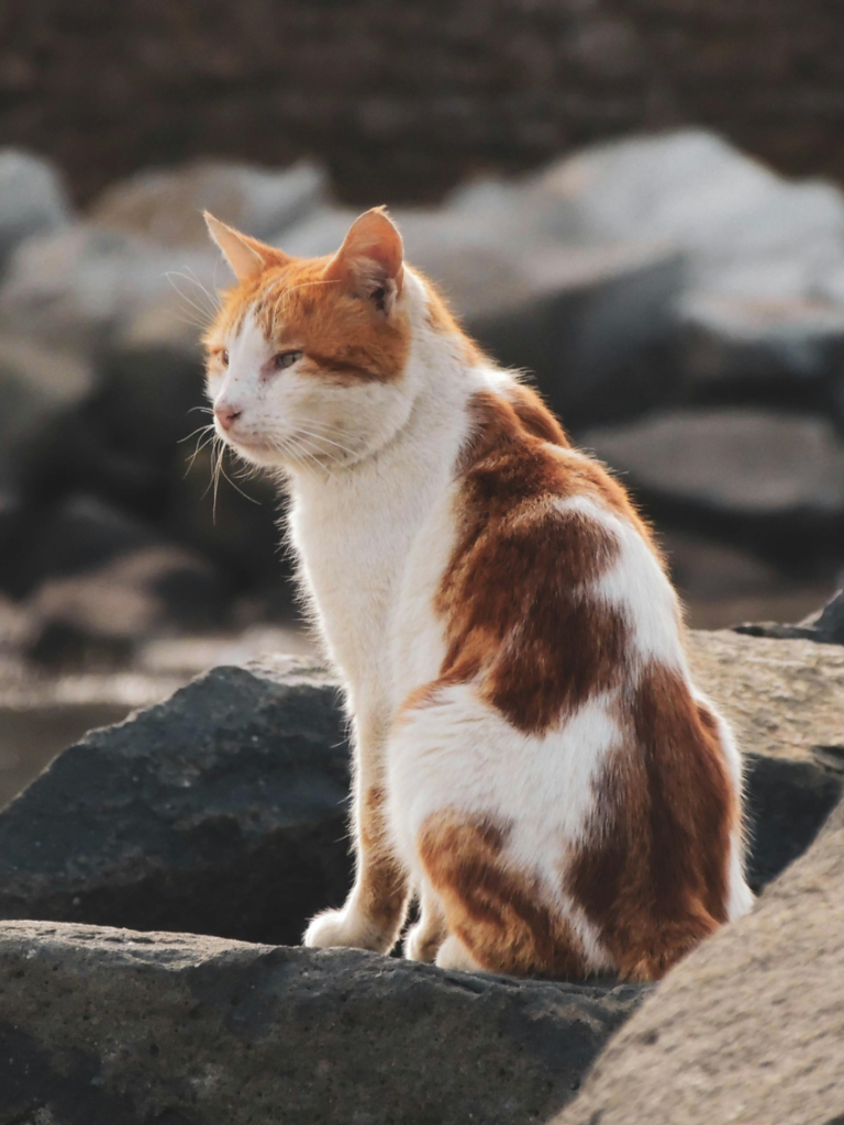chat animal charlenecappe