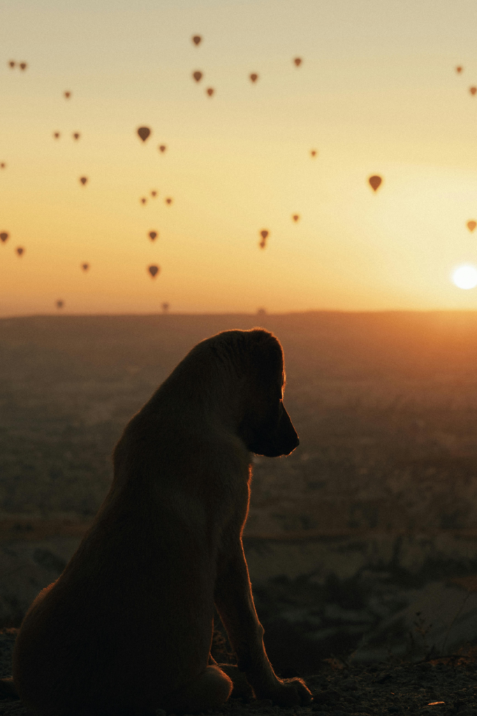 chien pensif charlenecappe