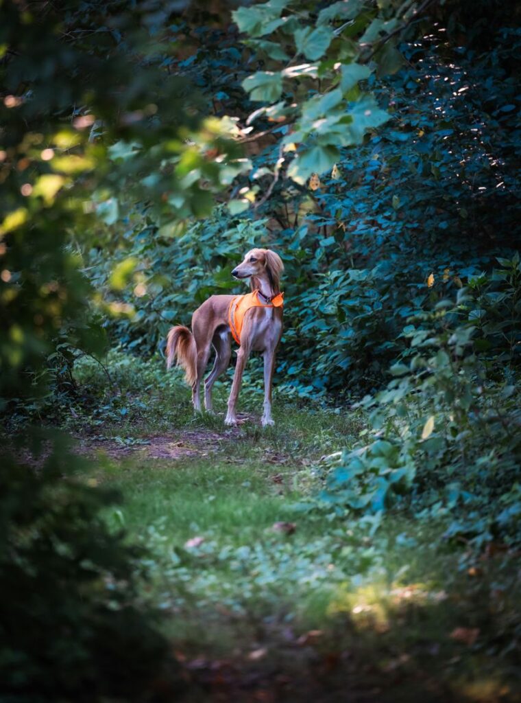 saluki charlenecappe